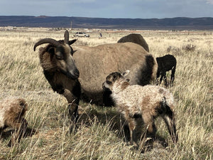 Icelandic Sheep: Breeding Stock
