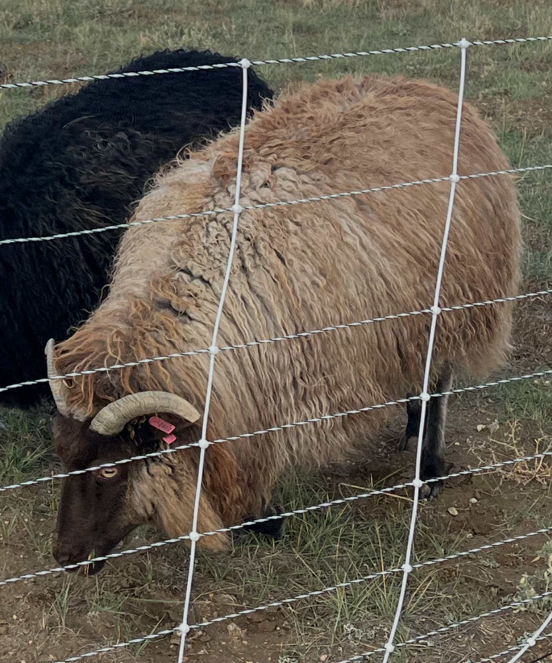 Raw, Salted, Icelandic Sheepskins- for Virtual Tanning Course (Ship on Oct 27th)