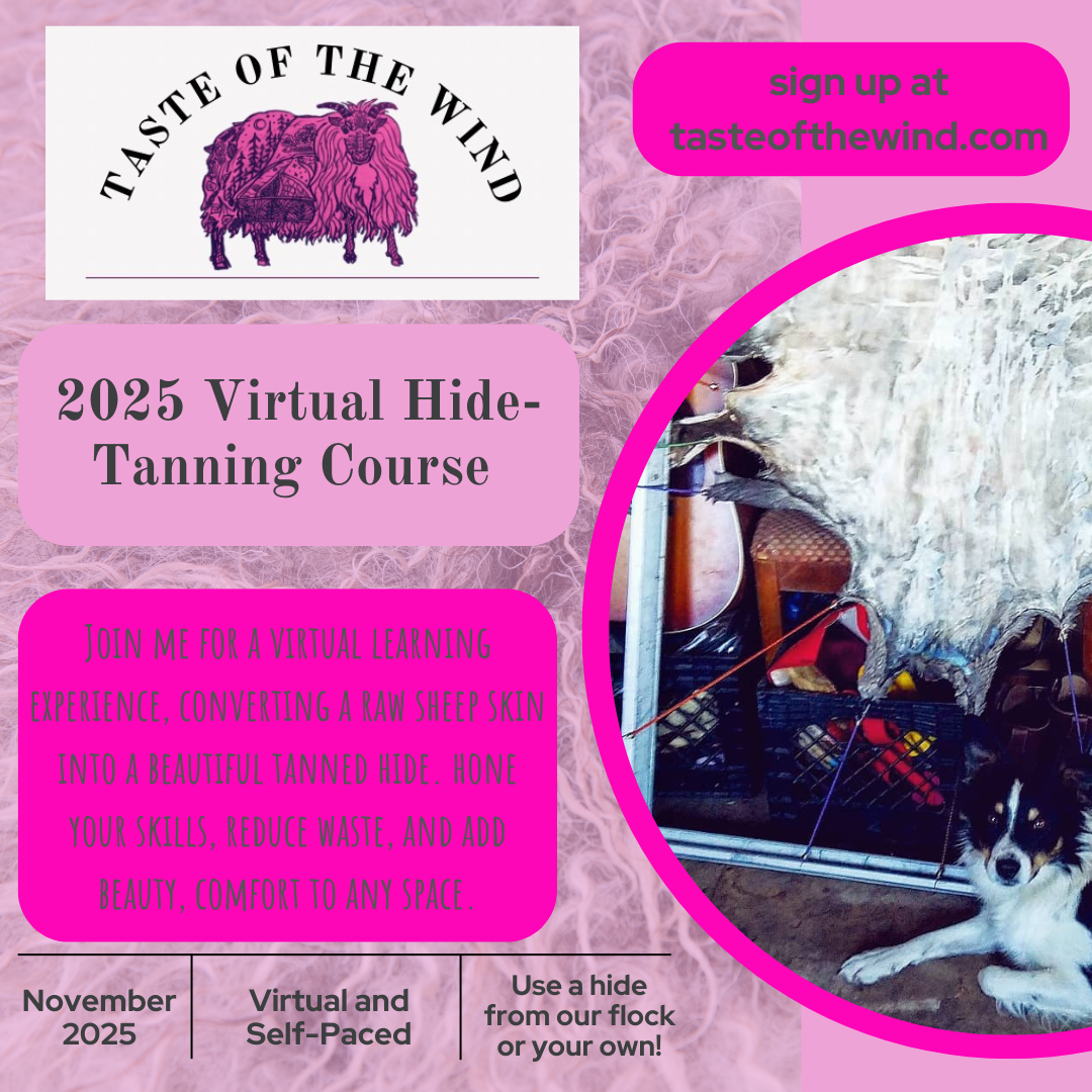 Raw, Salted, Icelandic Sheepskins- for Virtual Tanning Course (Ship on Oct 27th)