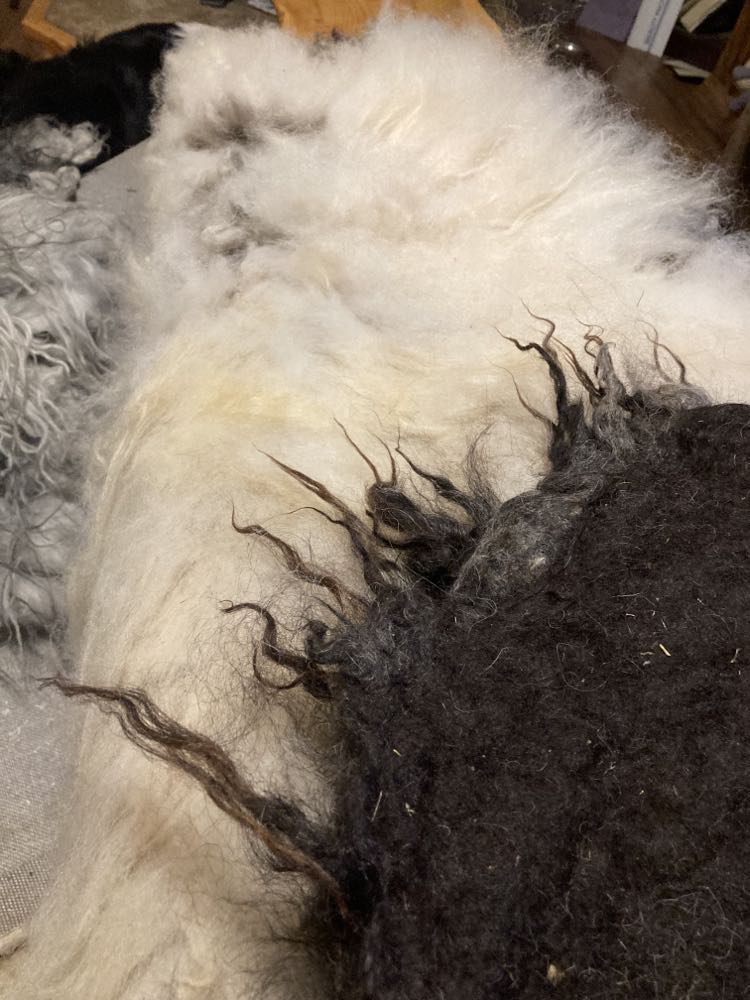 Pre-Made (Ready to Ship) Icelandic Wool Felted Pelt