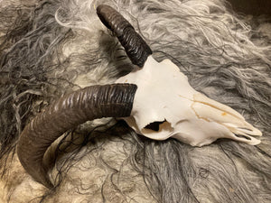 All-Natural, Cleaned Icelandic Sheep Skull
