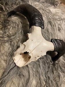 All-Natural, Cleaned Icelandic Sheep Skull