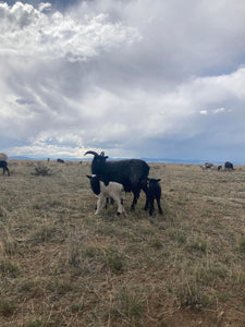 Icelandic Sheep- Breeding Stock