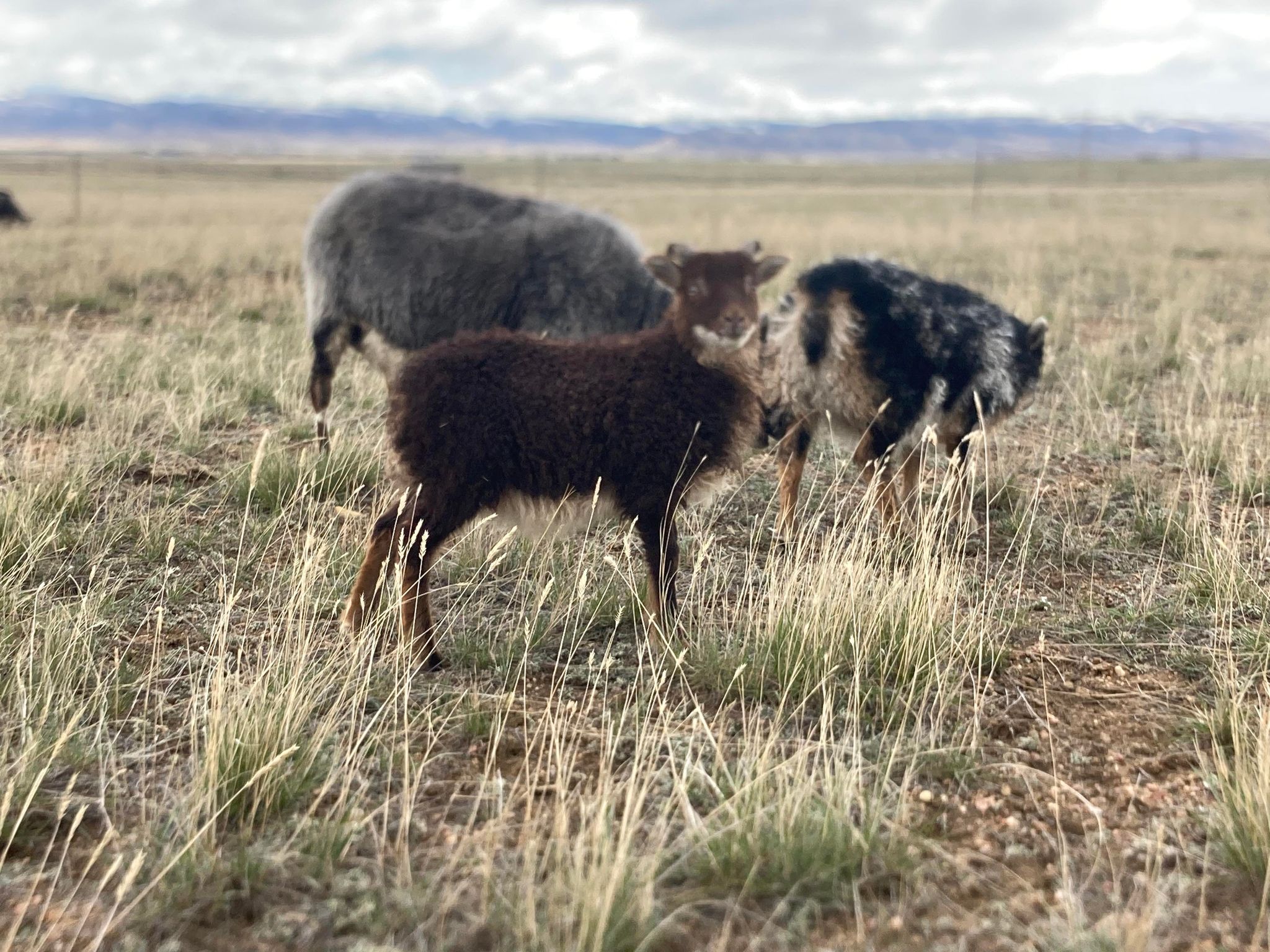 Icelandic Sheep- Breeding Stock