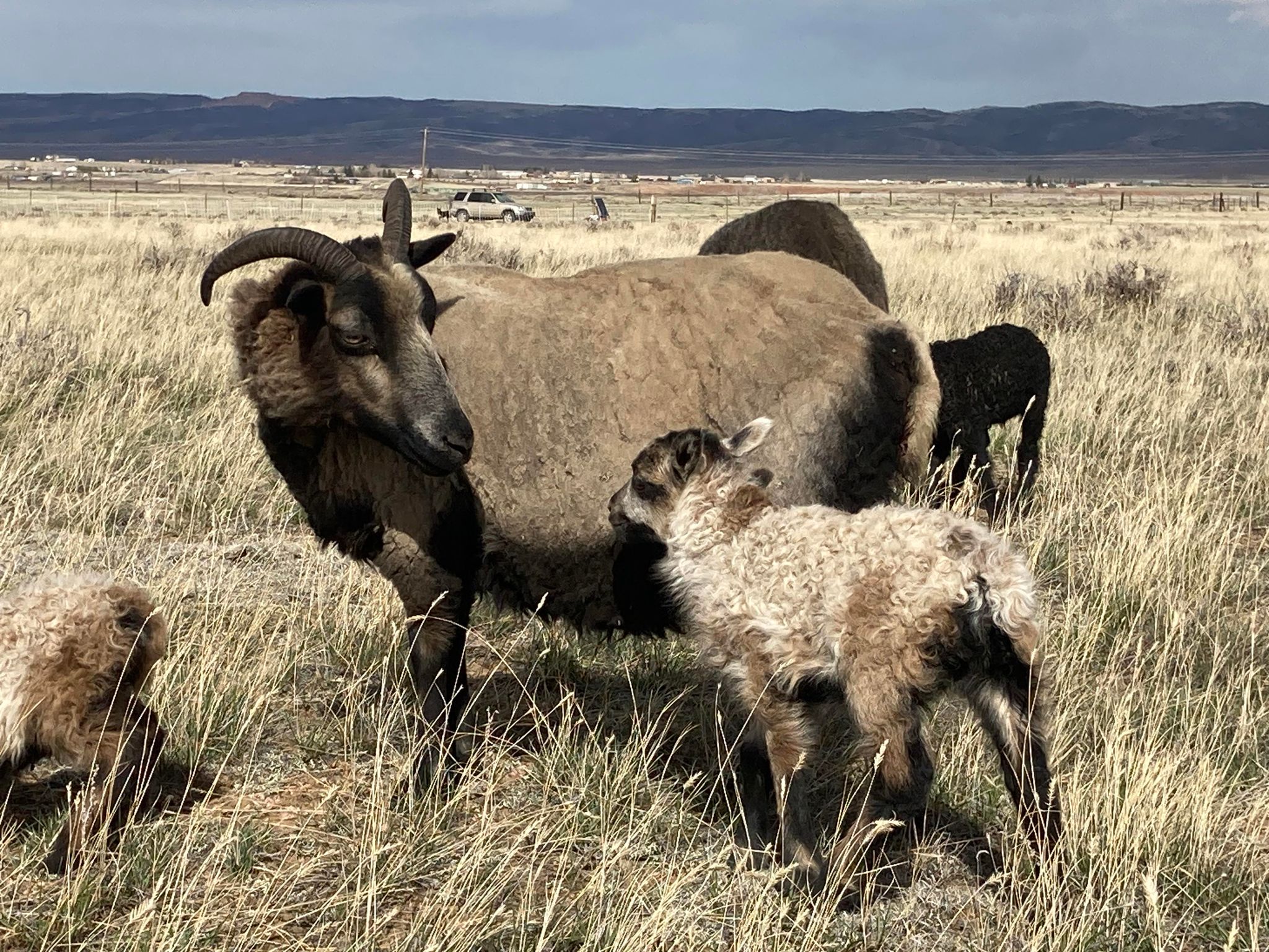 Icelandic Sheep- Breeding Stock