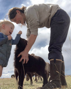 Icelandic Sheep- Breeding Stock