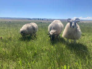 Icelandic Sheep- Breeding Stock