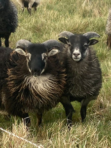 Icelandic Sheep- Breeding Stock