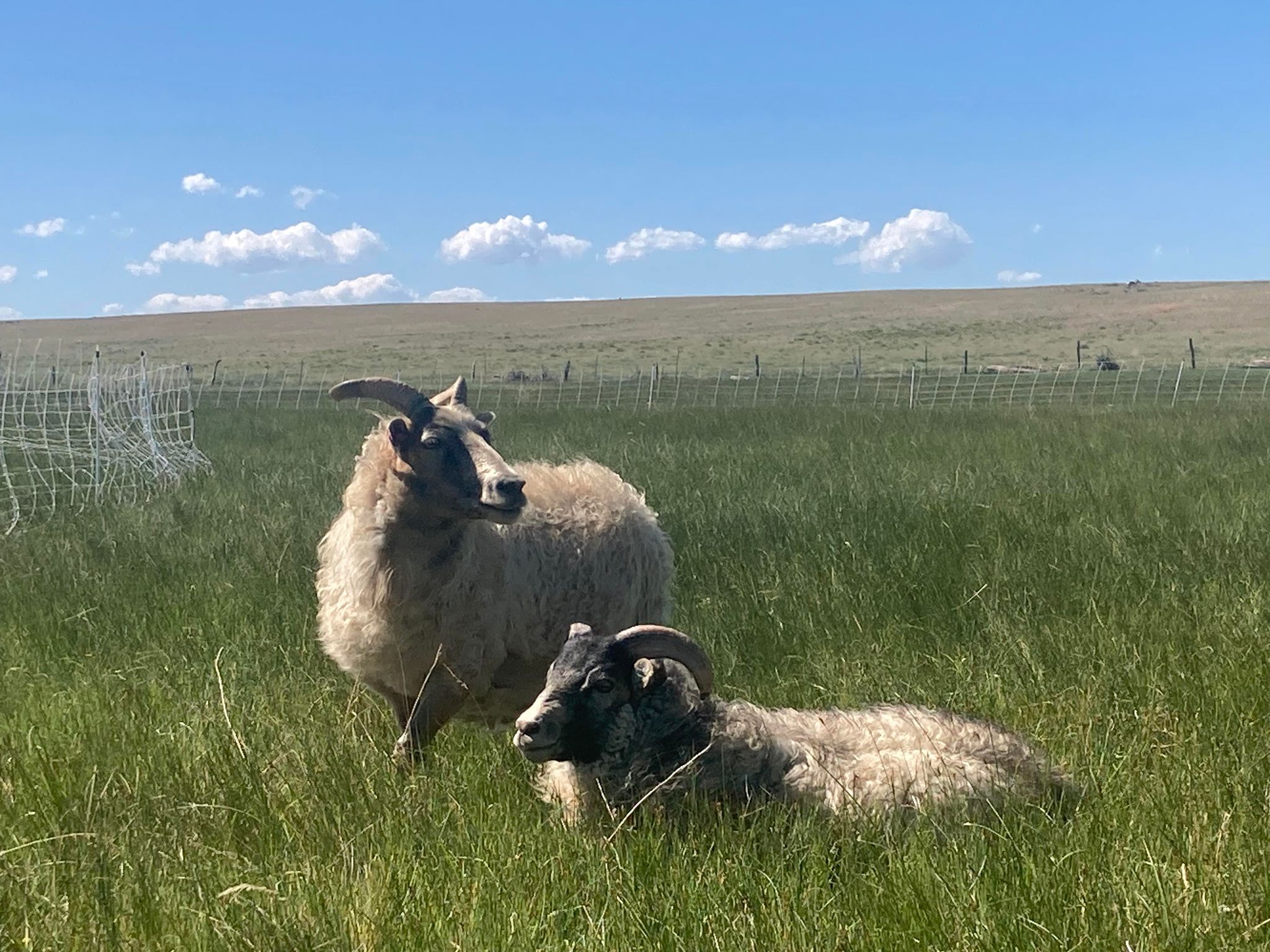 Icelandic Sheep- Breeding Stock