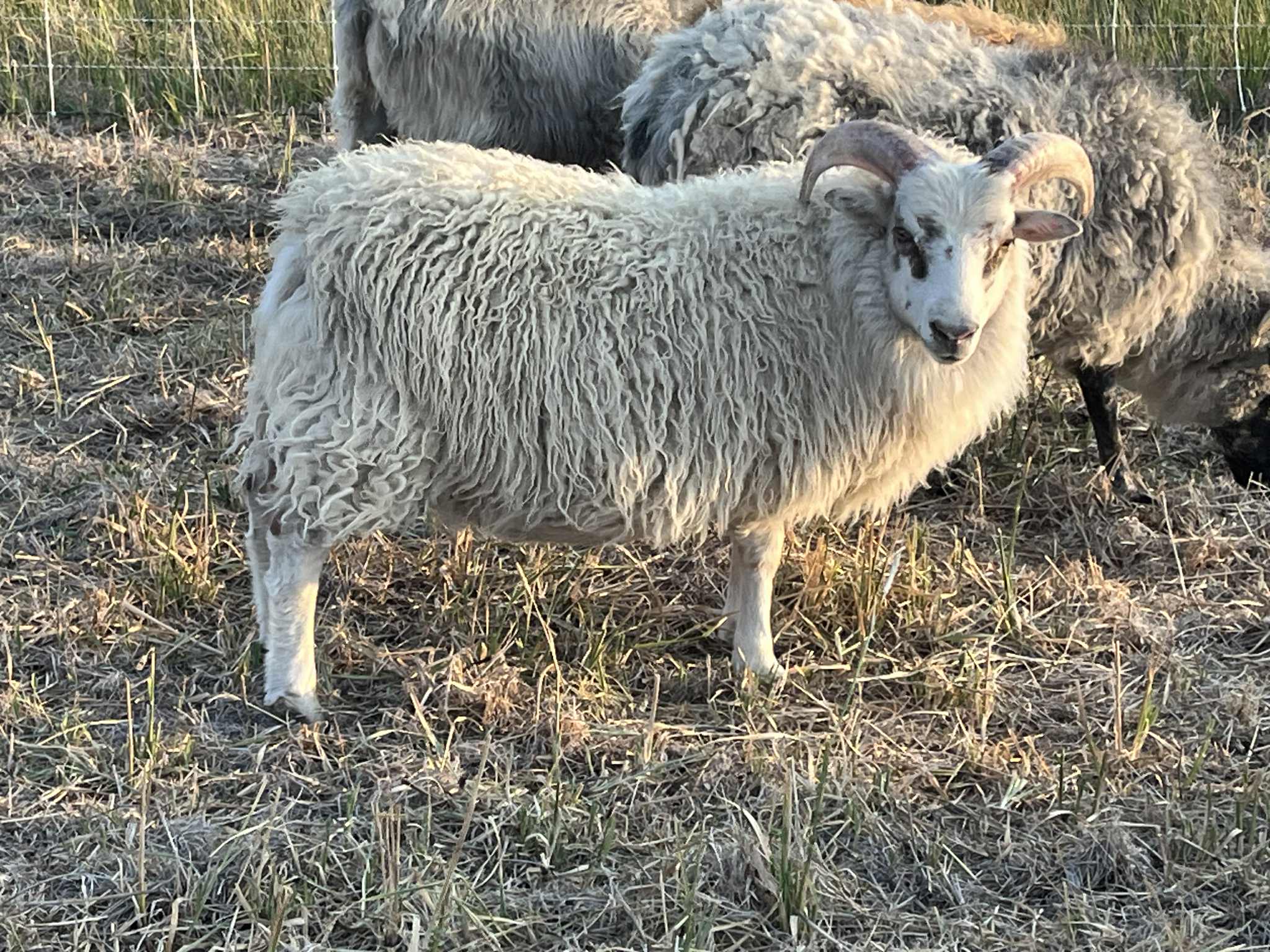 Raw, Salted, Icelandic Sheepskins- for Virtual Tanning Course (Ship on Oct 27th)