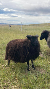 Icelandic Wool Felted Pelt (Custom-Made to Order)