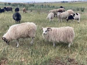 Icelandic Wool Felted Pelt (Custom-Made to Order)