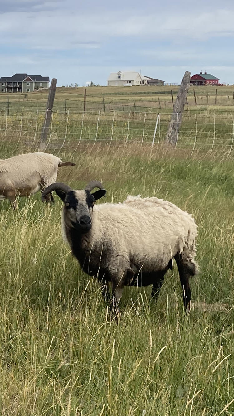 Icelandic Wool Felted Pelt (Custom-Made to Order)