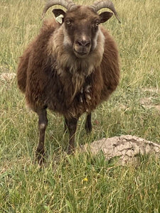 Pre-Made Icelandic Wool Felted Pelt (Ready to Ship or Deliver)