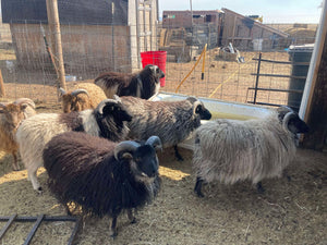 Raw, Salted, Icelandic Sheepskins- for Virtual Tanning Course (Ship on Nov 6th)