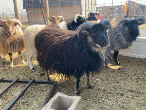 Raw, Salted, Icelandic Sheepskins- for Virtual Tanning Course (Ship on Nov 6th)