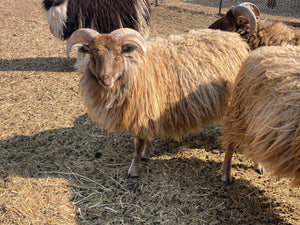 Raw, Salted, Icelandic Sheepskins- for Virtual Tanning Course (Ship on Nov 6th)