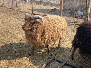 Raw, Salted, Icelandic Sheepskins- for Virtual Tanning Course (Ship on Nov 6th)