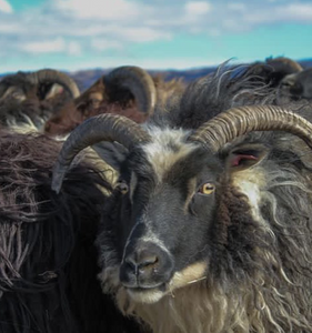 Intro to Wet-Felting with Raw Wool- Make an Icelandic Wool Sit-Upon