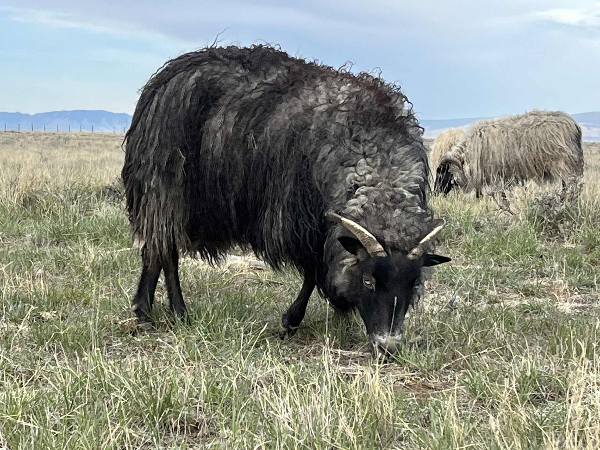 Raw, Salted, Icelandic Sheepskins- for Virtual Tanning Course (Ship on Oct 27th)